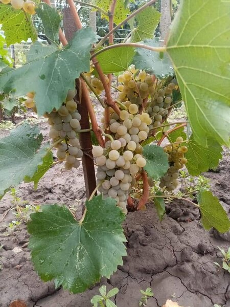 Butasi de vita de vie de anul 3.