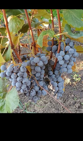 Butasi de vita de vie de anul 3.