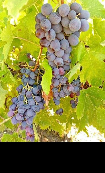 Butasi de vita de vie de anul 3.