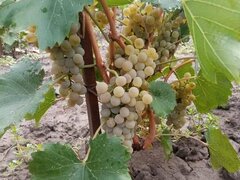 Butasi de vita de vie de anul 3