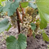 Butasi de vita de vie de anul 3